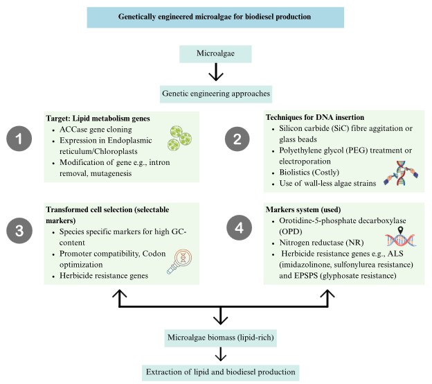 Recent developments in biodiesel synthesis from agricultural wastes: A comprehensive review of feedstocks, catalysts, and machine learning approaches